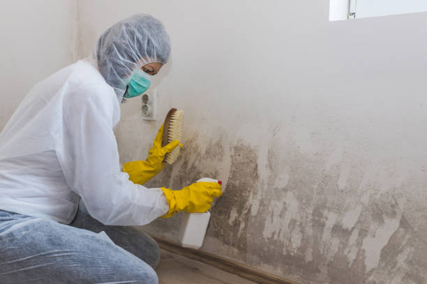 Home Mold Removal in Merritt Island, FL