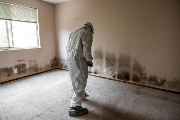 Office Mold Removal Services in Merritt Island, FL